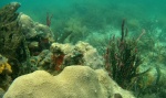 Corales en Cayo Coral - Bastimentos - Bocas del Toro