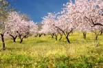 Almond Blossom - Polopos - Granada
