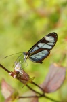 Mariposa de alas azules -Reserva de Palo Seco-La Amistad- Bocas del Toro