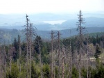 Sumava national park: forests in Chequia