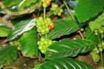 PLANT CAFE - BALI