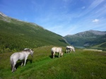 Caballos en una granja cerca de Norddal(Noruega)