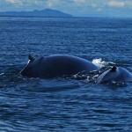 Whale Watching - Panama