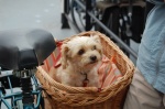Doggy bike in Holland