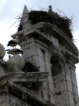 Storks in Alcalá de Henares (Madrid)