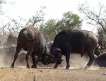 Pelea de búfalos en el parque nacional de Kruger - Sudáfrica