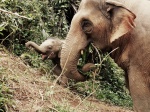 Elephant Freedom,  Chiang Mai