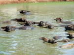 Búfalo de agua - Kanchanaburi