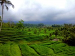 paddies in Bali