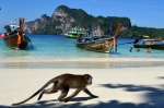 Monkey beach