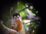 Primate de Costa Rica