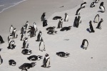 Pingüinos en Boulder's beach