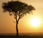 african dawn