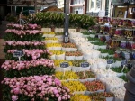 Mercado de las Flores en Amsterdam ( Holanda )