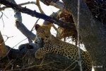 leopardo de guardia !!