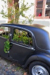 plant pot car Colonia Uruguay