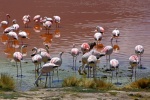 flamingos in Bolivia
