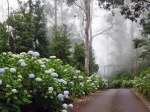 carretera al Parque das Queimadas en Madeira