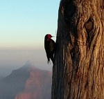 Woodpecker at teh Grand Canyon