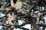 Leopardo y presa