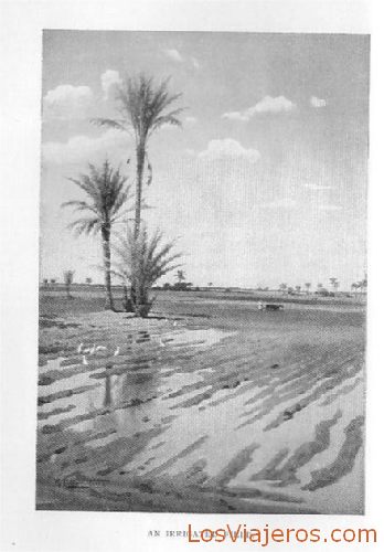 Field irrigated by the Nile - Egypt
Campo abnegado por el Nilo - Egipto