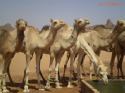 Ir a Foto: Camellos, para turistas aventureros 
Go to Photo: Camels, for adventure tourist