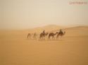 From the cloud of sand dust, a camels caravan come out, in t