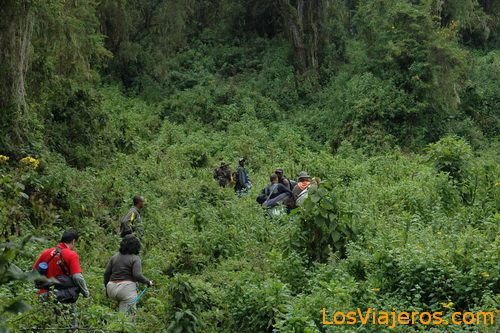 Trekking a los gorilas- Montañas Virunga - Ruanda