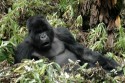 Silverback gorillas -Volcans National Park