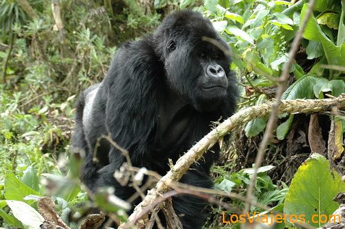 Gorila de Espalda Plateada -Parque Nacional de Los Volcanes - Ruanda