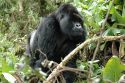 Ir a Foto: Gorila de Espalda Plateada -Parque Nacional de Los Volcanes 
Go to Photo: Gorilla silverback approaching