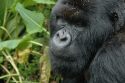 Go to big photo: Gorilla face -Volcans National Park