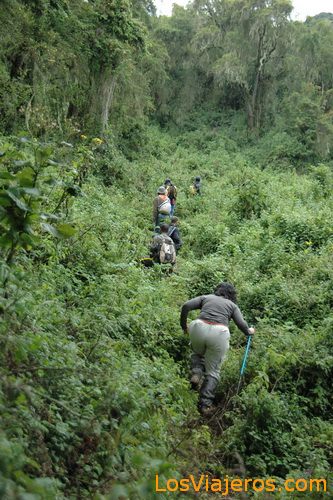 Gorilla trekking -Volcans National Park - Rwanda
Trekking de los Gorilas -Parque Nacional de Los Volcanes - Ruanda