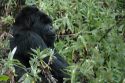 Gorila Macho -Parque Nacional de Los Volcanes - Ruanda