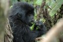 Pequeño Gorila -Parque Nacional de Los Volcanes - Ruanda