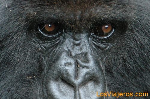 Gorilla Eyes -Volcans National Park - Rwanda
Mirada de Gorilas -Parque Nacional de Los Volcanes - Ruanda