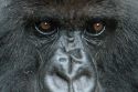 Go to big photo: Gorilla Eyes -Volcans National Park