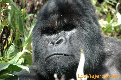Gorilla Face -Volcans National Park - Rwanda
Primer plano de Gorila - Ruanda