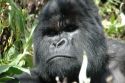 Ir a Foto: Primer plano de Gorila 
Go to Photo: Gorilla Face -Volcans National Park