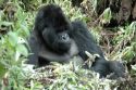 Gorillas -Volcans National Park - Rwanda
Gorila espalda plateada -Parque Nacional de Los Volcanes - Ruanda