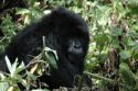 Ir a Foto: Joven Gorila -Parque Nacional de Los Volcanes 
Go to Photo: Young Gorillas -Volcans National Park