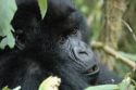 Gorillas -Volcans National Park - Rwanda
Gorilas -Parque Nacional de Los Volcanes - Ruanda