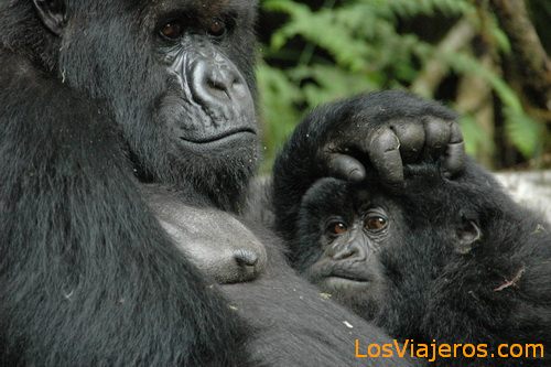Gorila hembra -Parque Nacional de Los Volcanes - Ruanda
