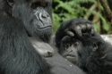 Ampliar Foto: Gorila hembra -Parque Nacional de Los Volcanes