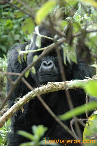 Gorillas - Rwanda
Gran gorila espalda plateada - Ruanda