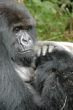 Mother gorilla nurses her baby by far affection 