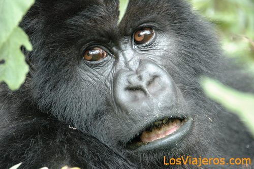 Gorilla Face -Volcans National Park - Rwanda
Primer plano de Gorila -Parque Nacional de Los Volcanes - Ruanda
