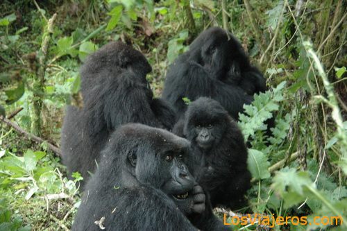 Familia de Gorilas -Parque Nacional de Los Volcanes - Ruanda