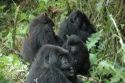 Go to big photo: Gorillas -Volcans National Park