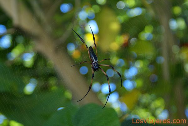 Palm spider - Seychelles
Araña de las palmeras - Seychelles